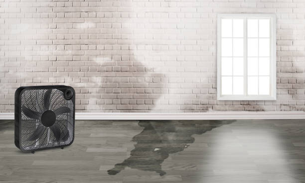 Best Professional water damage repair  in Eaton Estates, OH